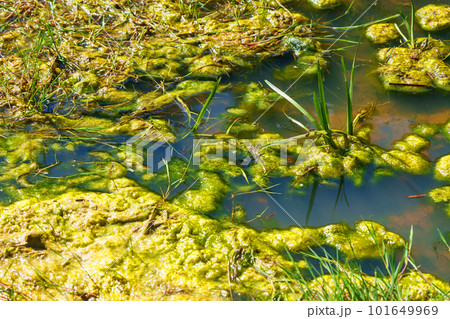 Polluted swamp with green water and algae close up 101649969