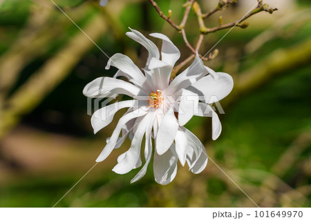 Growing white flower magnolia stellata tree on a branch closeup 101649970