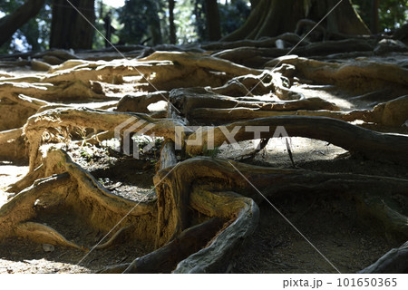 木の根道 鞍馬寺 木の根道 鞍馬寺 101650365