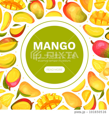Ripe Mango Banner Design with Bright Tropical Fruit Vector Template Ripe Mango Banner Design with Bright Tropical Fruit Vector Template 101650516