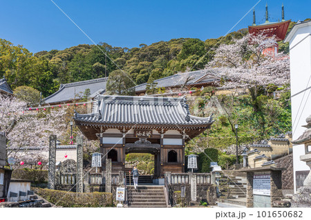 【第23番札所】春の薬王寺　仁王門【四国八十八箇所】 101650682