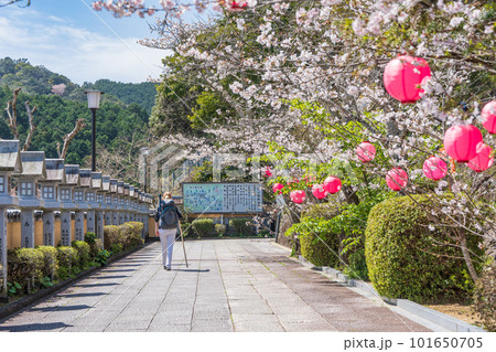 【第23番札所】桜咲く薬王寺【四国八十八箇所】 101650705