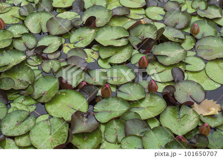 water lilies on the lake 101650707