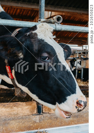 Calf cow in cage, caring on bio farm farming, feed hay grass silage pets, dairy cattle breeds, cowshed feeding. Fleckvieh breed, happy dairy cows of sustainable development. Suitable for both milk 101650823