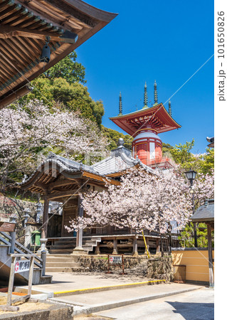 【第23番札所】春の薬王寺　瑜祇塔【四国八十八箇所】 101650826