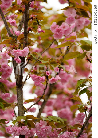 艶やかな八重桜の花咲く 艶やかな八重桜の花咲く 101650969