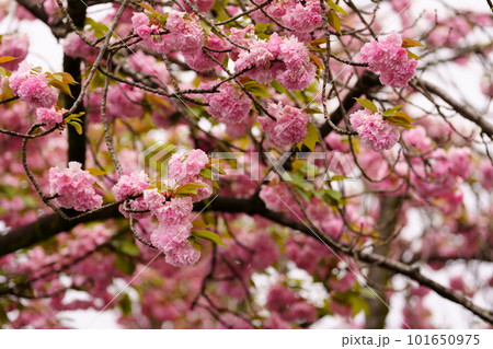 艶やかな八重桜の花咲く 101650975