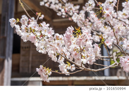 【第23番札所】薬王寺の桜【四国八十八箇所】 101650994