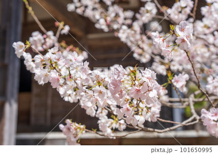 【第23番札所】薬王寺の桜【四国八十八箇所】 101650995