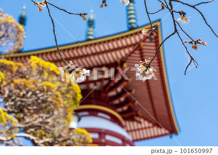 【第23番札所】薬王寺の桜【四国八十八箇所】 【第23番札所】薬王寺の桜【四国八十八箇所】 101650997