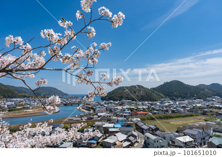 【第23番札所】薬王寺の桜【四国八十八箇所】 【第23番札所】薬王寺の桜【四国八十八箇所】 101651010