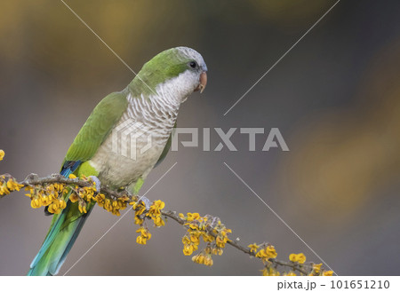 Parakeet perched on a branch of Calden , La Pampa, Patagonia, Argentina 101651210