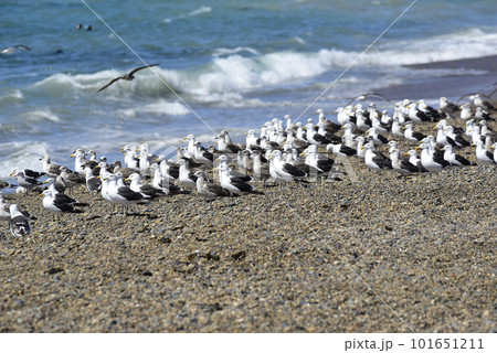 Kelp Gull flock on a beach,Patagonia, Argentina. 101651211