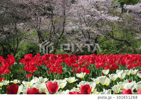 春の桜とチューリップの花が満開に咲く春風景 春の桜とチューリップの花が満開に咲く春風景 101651268