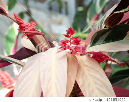 ストロマンテの花 101651422