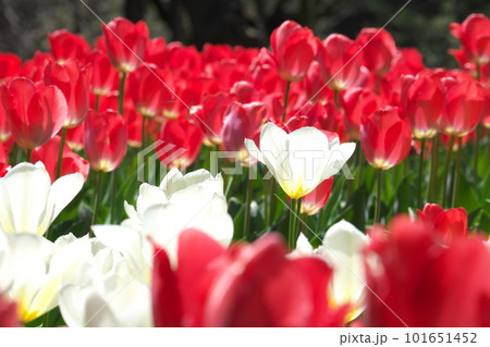 光を受け輝くチューリップ畑の白い花 101651452