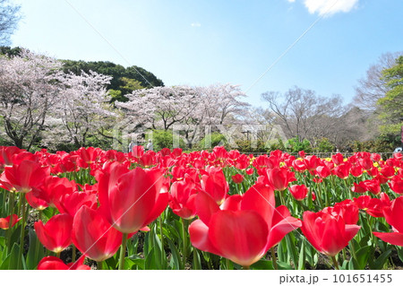 春の桜とチューリップの花が満開に咲く春風景 101651455