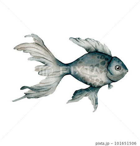 Spotted aquatic underwater colorful tropical fish. Red sea and exotic fishes inside. watercolor background set. Watercolor drawing fashion aquarelle. Isolated fish illustration element. 101651506
