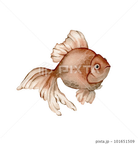 Spotted aquatic underwater colorful tropical fish. Red sea and exotic fishes inside. watercolor background set. Watercolor drawing fashion aquarelle. Isolated fish illustration element. 101651509