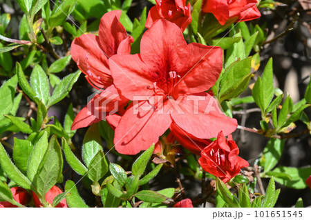 つつじの花 つつじの花 101651545