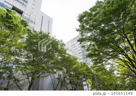 高層ビルと新緑のオフィス街の風景 101651549