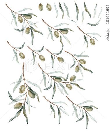 Watercolor illustration set of beautiful green olive's for healthy life and design background. Hand painted isolated on a white background. Stock illustration, big collection, set. 101651695
