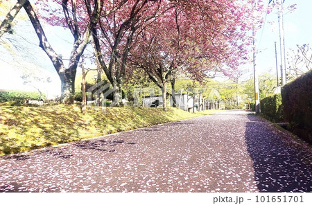 花びらの降る道 101651701