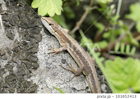 ニホンカナヘビ 101652413