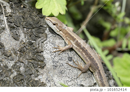 ニホンカナヘビ 101652414