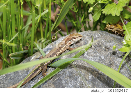 ニホンカナヘビ 101652417