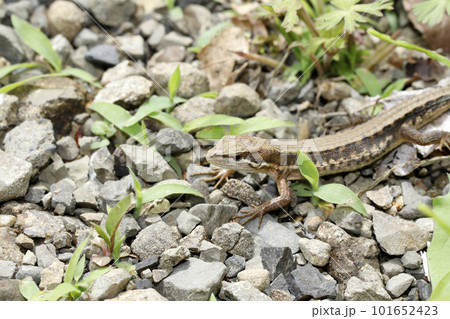 ニホンカナヘビ ニホンカナヘビ 101652423