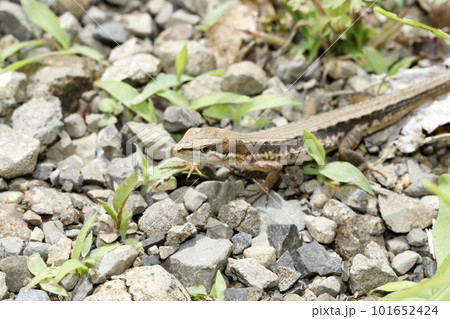 ニホンカナヘビ 101652424