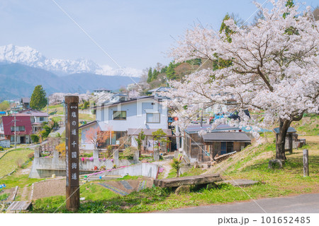【春】塩の道・千国街道【大町市】 101652485