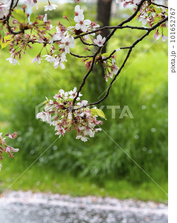 雨に濡れた散り始めの桜 雨に濡れた散り始めの桜 101652767