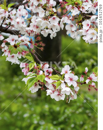 雨に濡れた散り始めの桜 101652769