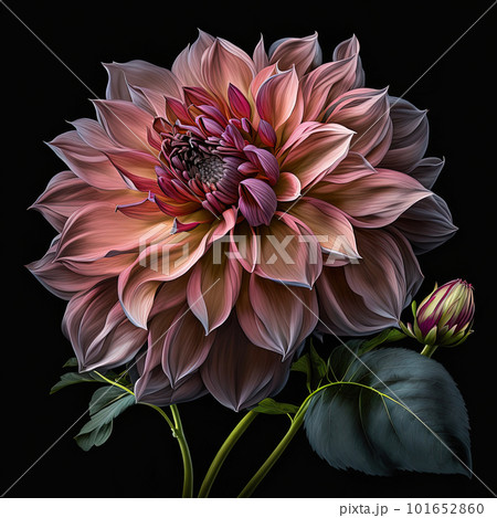 Delicate pink dahlia flower on black background. Generative AI 101652860