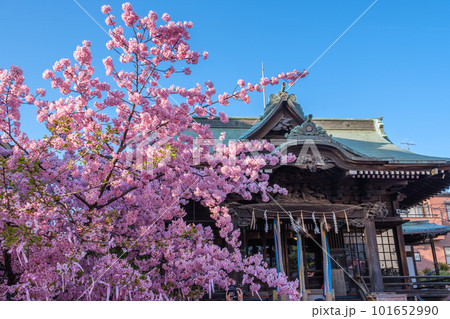 満開の桜と神殿　桜神宮　東京都世田谷区 101652990