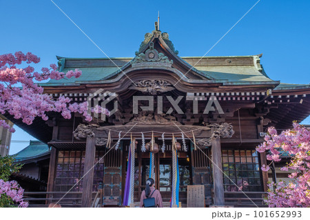 満開の桜と神殿　桜神宮　東京都世田谷区 101652993