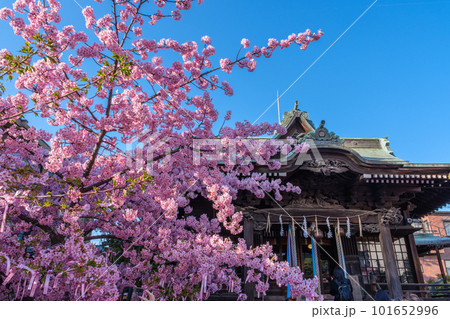 満開の桜と神殿　桜神宮　東京都世田谷区 101652996