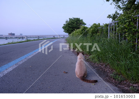 道端でお座りするシャム猫 道端でお座りするシャム猫 101653003