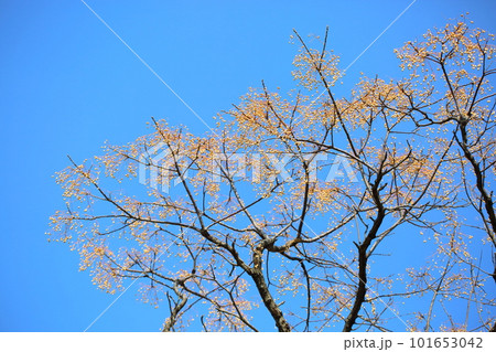 センダンの木の実 101653042