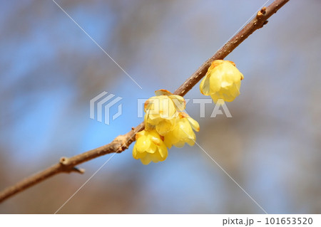 ソシンロウバイの花 101653520
