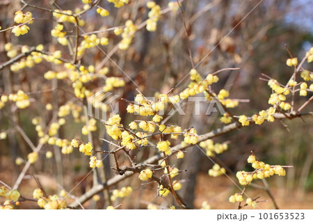 ソシンロウバイの花 ソシンロウバイの花 101653523