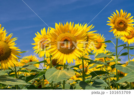 ひまわり・夏イメージ 101653709