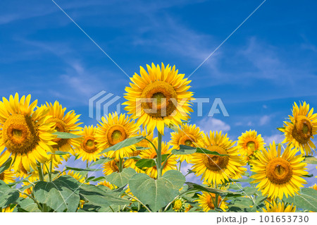 ひまわり・夏イメージ ひまわり・夏イメージ 101653730