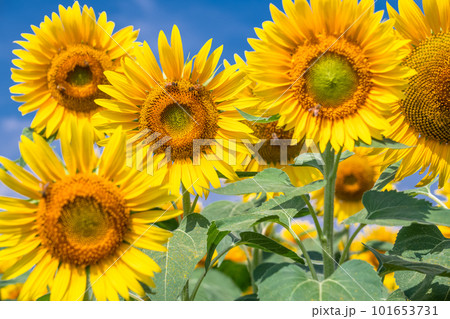 ひまわり・夏イメージ 101653731
