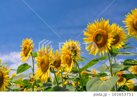 ひまわり・夏イメージ 101653751