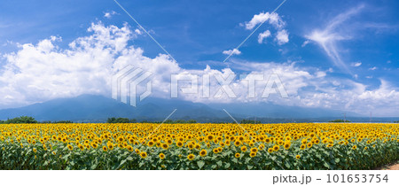 ひまわり・夏イメージ ひまわり・夏イメージ 101653754