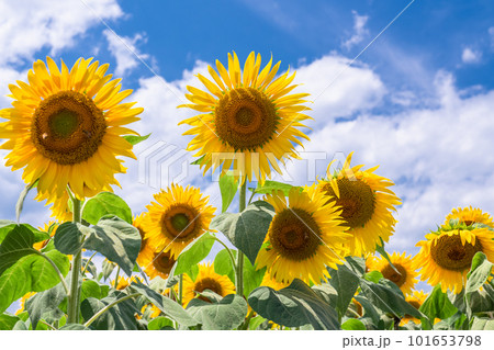 ひまわり・夏イメージ 101653798