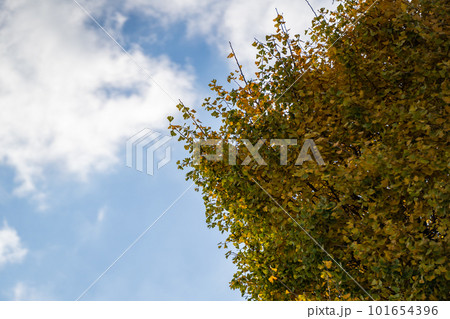 晩秋の頃、紅葉が進むポプラの木 晩秋の頃、紅葉が進むポプラの木 101654396
